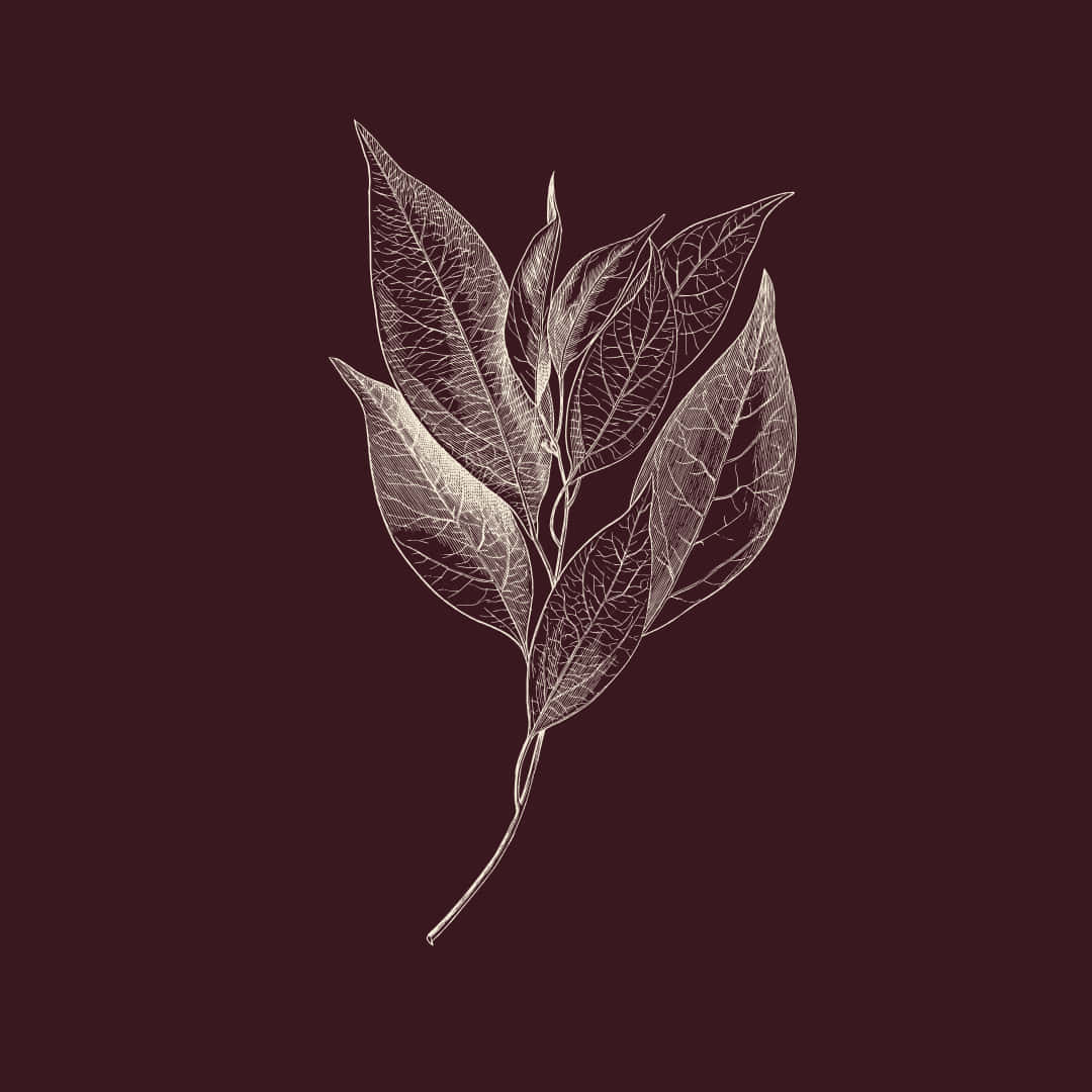 Botanical leaf illustration representing resveratrol on a deep wine background